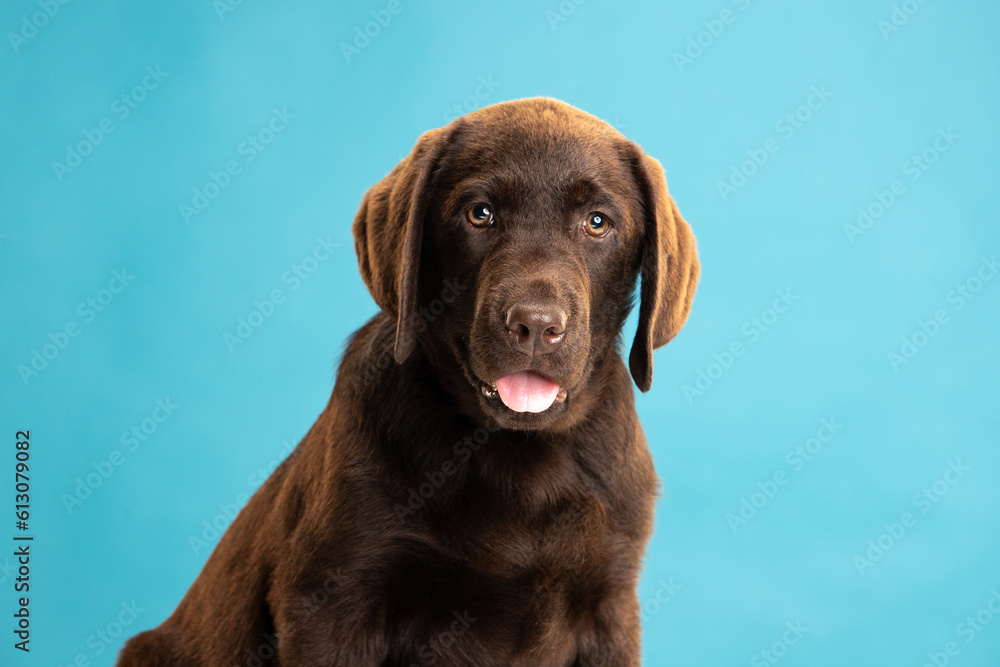 Chocolate Labrador Retriever puppy on a uniform background Chocolate Labrador Retriever puppy on a uniform background
