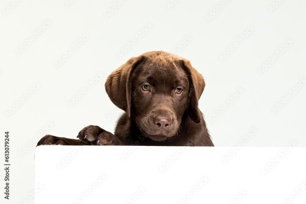 Chocolate Labrador Retriever puppy on a uniform background Chocolate Labrador Retriever puppy on a uniform background
