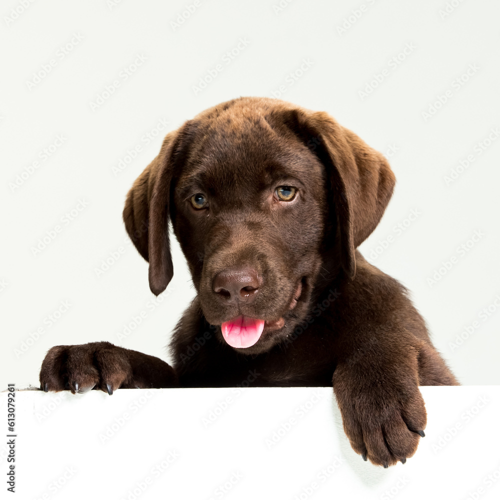 Chocolate Labrador Retriever puppy on a uniform background Chocolate Labrador Retriever puppy on a uniform background