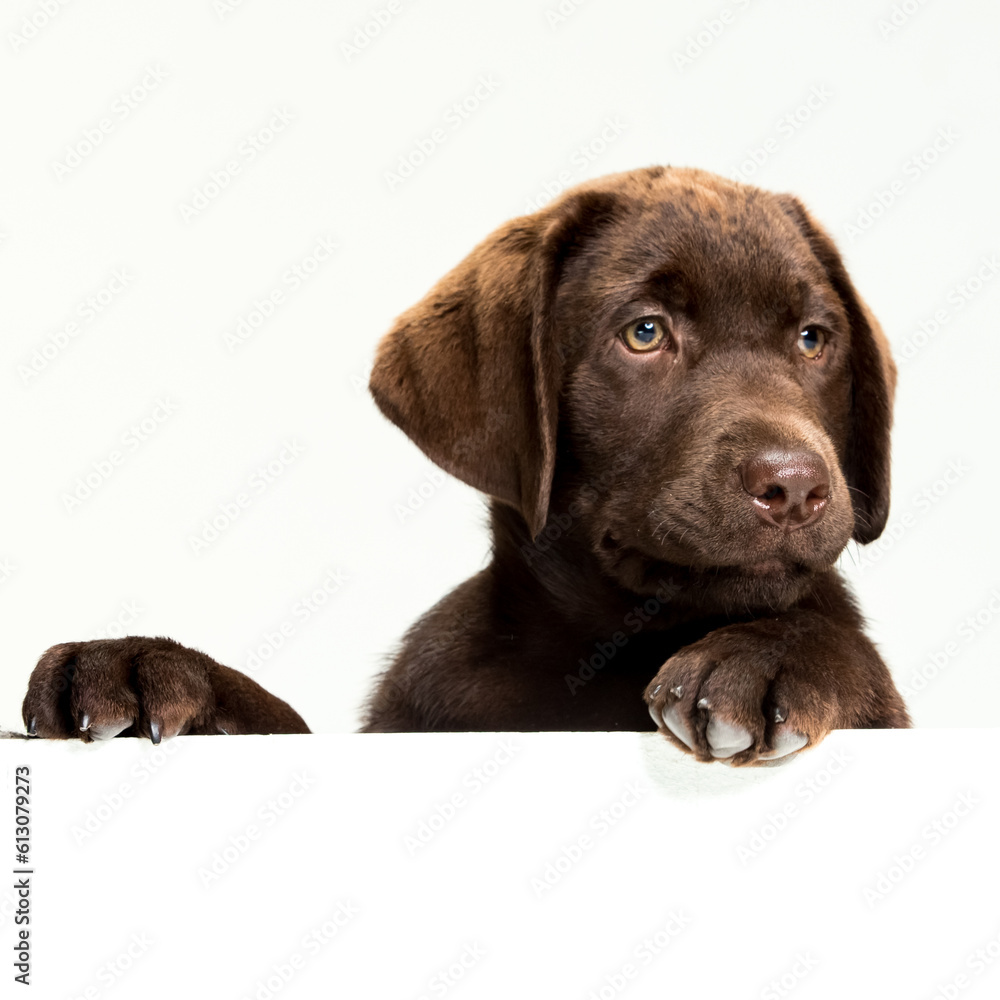 Chocolate Labrador Retriever puppy on a uniform background Chocolate Labrador Retriever puppy on a uniform background