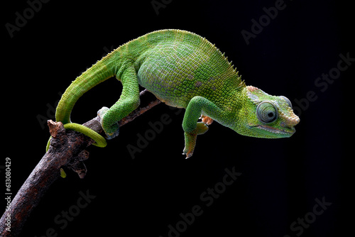 Female fischer chameleon on a black background