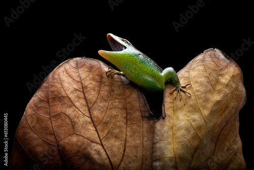Green skink lizard on a dead leaf photo