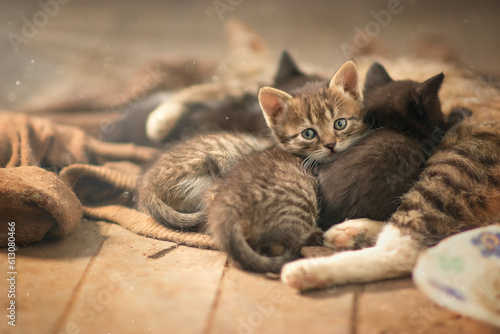 a mother cat feeds her family, her kittens, one of the kids noticed the photographer and began to watch him, he is calm, peaceful, well fed and protected by his mother, he lives happily in the family.