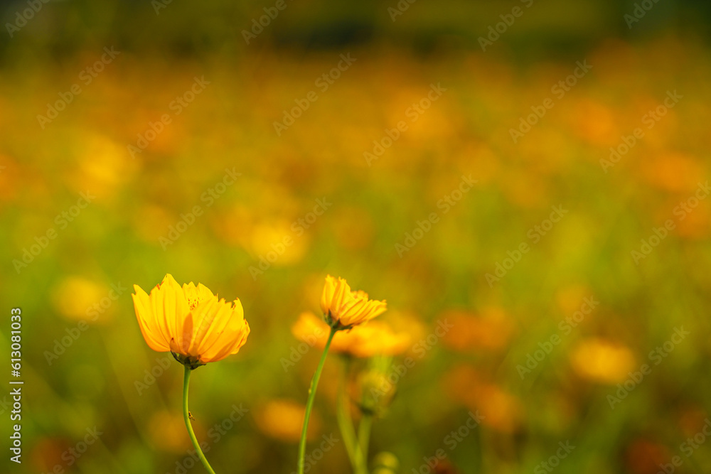 Beautiful cosmos flower. Spring background with beautiful yellow flowers. Beautiful cosmos flower. Spring background with beautiful yellow flowers.
