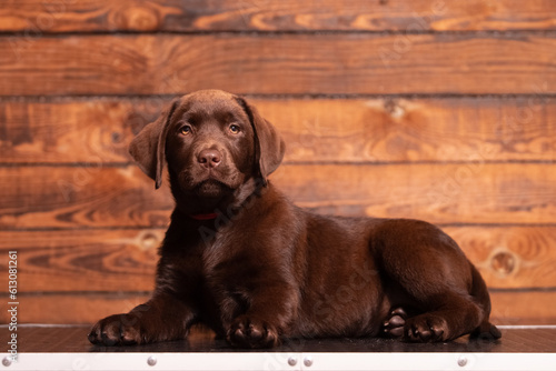 Chocolate Labrador Retriever puppy on a uniform background