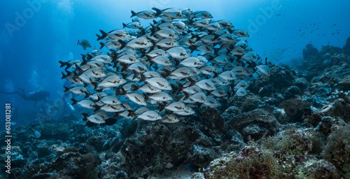 shoal of snapper clustered closely together in the Maldives photo