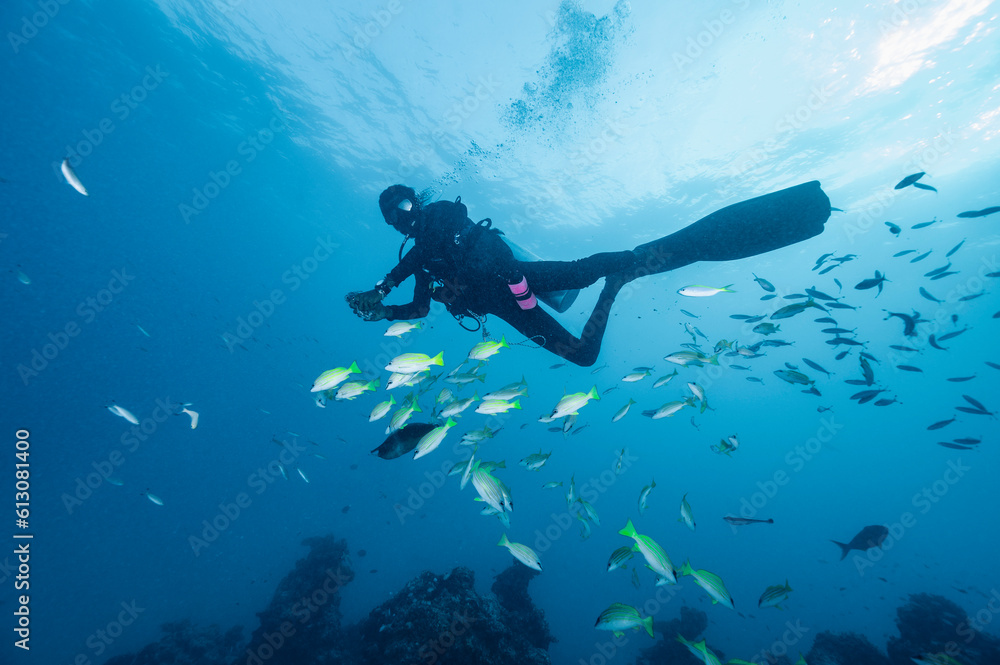 diver exploring the tropical waters around the Maldives diver exploring the tropical waters around the Maldives