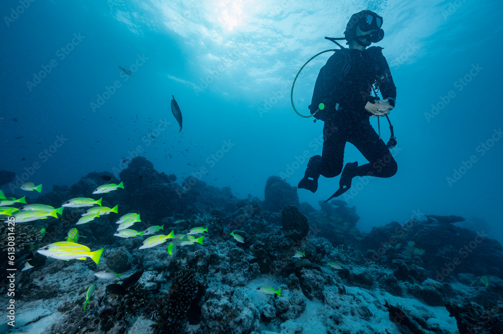 diver exploring the tropical waters around the Maldives diver exploring the tropical waters around the Maldives