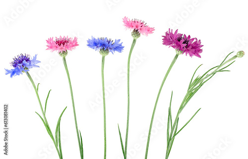 Group of colored cornflowers isolated on a white background. Bachelor button flowers.