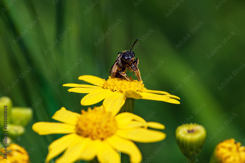 A pollen-covered bee collecting nectar from a vibrant yellow flower, illustrating a key moment in nature's cycle A pollen-covered bee collecting nectar from a vibrant yellow flower, illustrating a key moment in nature's cycle