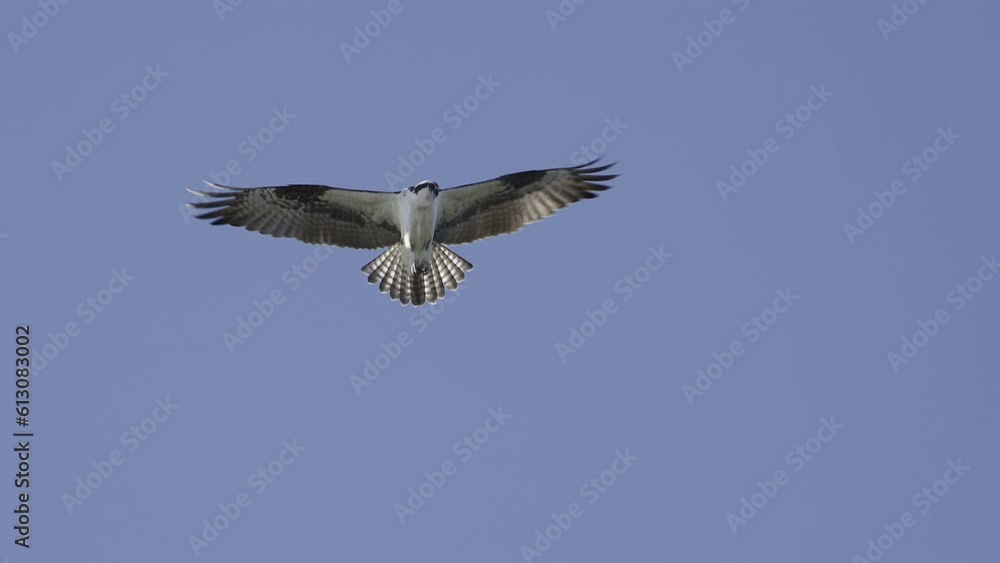 Osprey (Pandion haliaetus) hovering against blue sky, looking for prey down in water. Slowmotion Osprey (Pandion haliaetus) hovering against blue sky, looking for prey down in water. Slowmotion