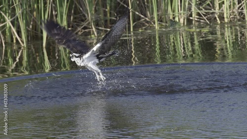 Osprey (Pandion haliaetus) coming out of the water after a missed catch. Slowmotion