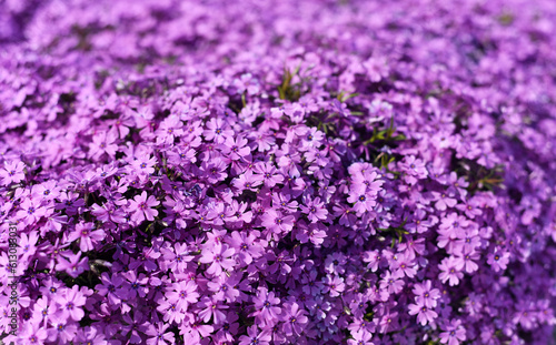 Purple flowers close-up. Purple background
