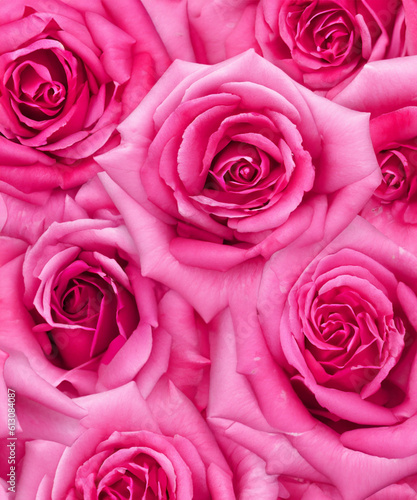 Pink roses natural floral background close up vertical  generative AI