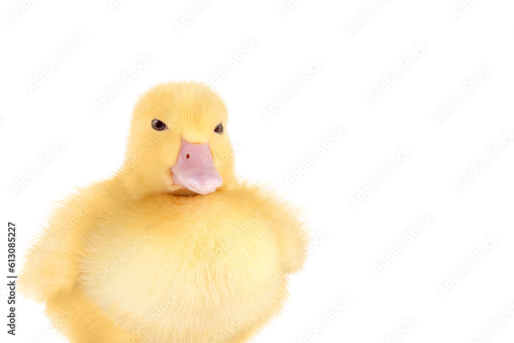 Yellow duckling isolated on transparent background. Yellow duckling isolated on transparent background.