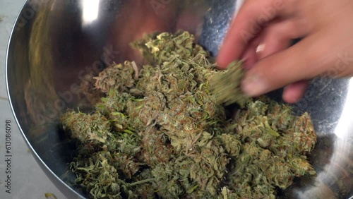 cut the weed marijuana flowers from the plant - illegal drugs hashish and cbd without thc marijuana 