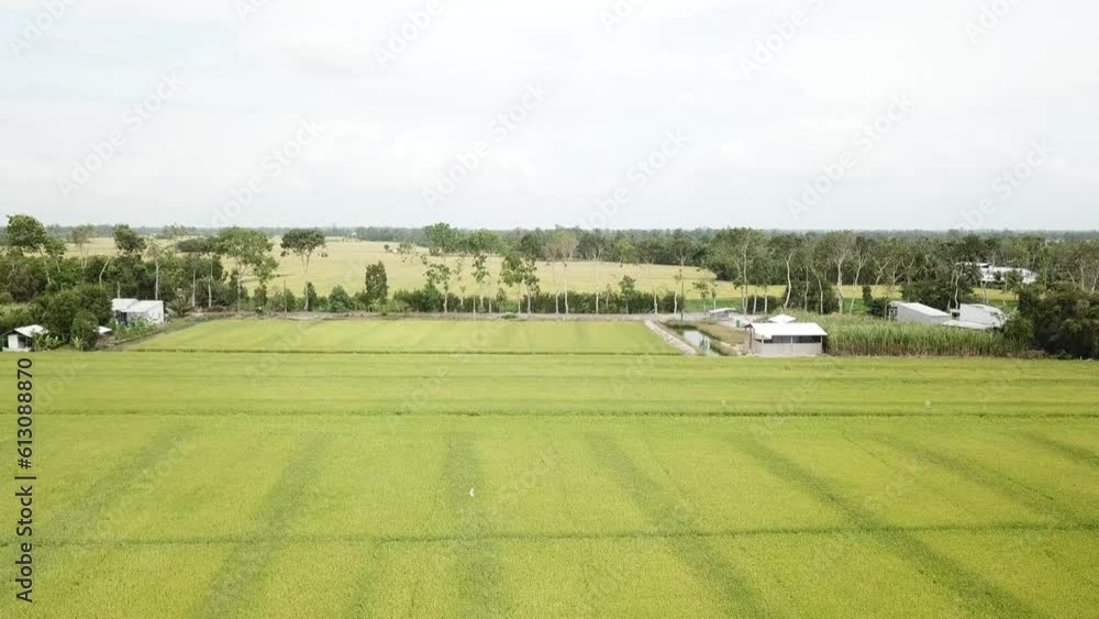 green rice fields green rice fields