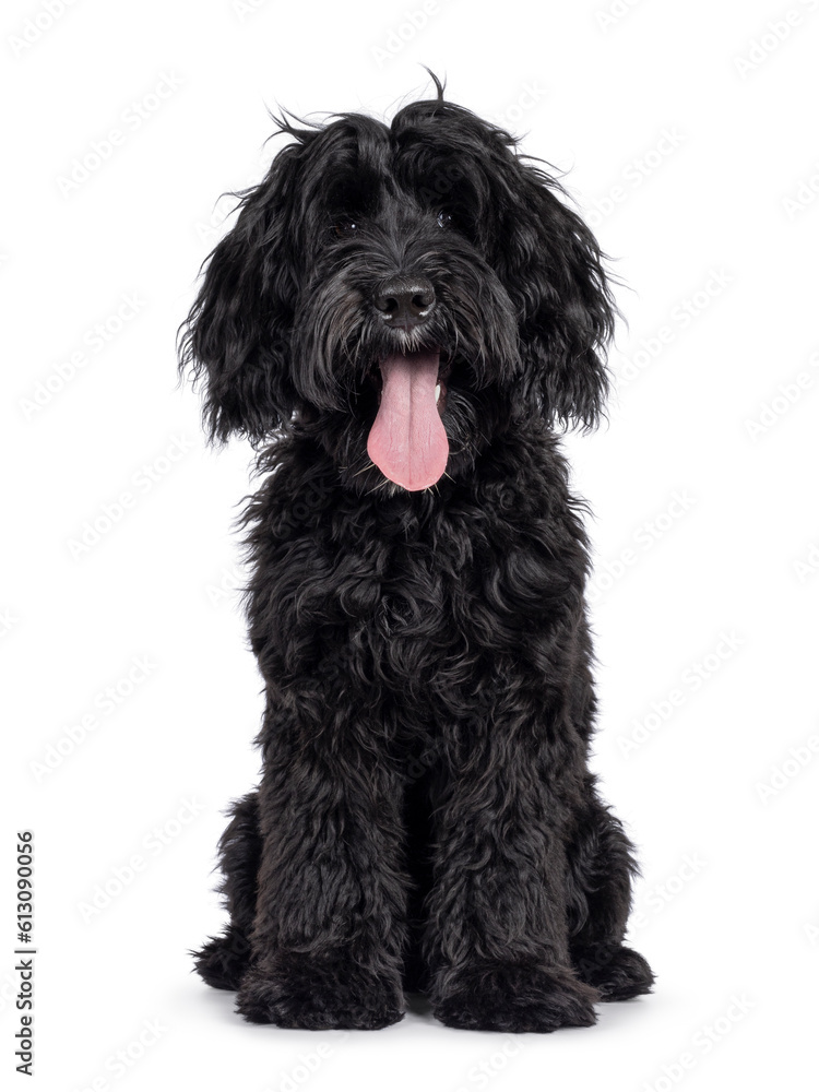 Cute black Labradoodle, sitting up facing front. Looking straight to camera. Isolated on a white background. facing front. Cute black Labradoodle, sitting up facing front. Looking straight to camera. Isolated on a white background. facing front.