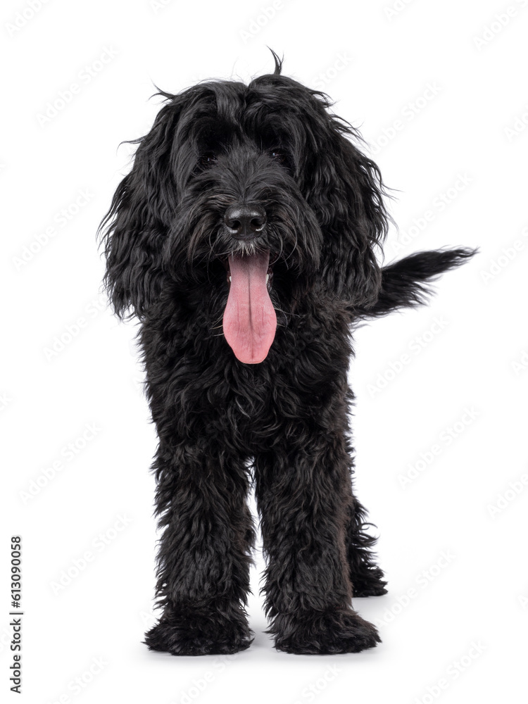 Cute black Labradoodle, standing facing front. Looking straight to camera. Tongue out, panting. Isolated on a white background.