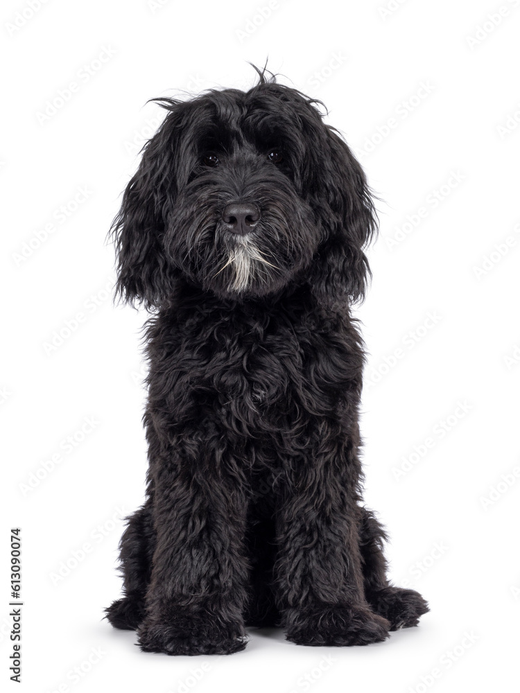 Cute black Labradoodle, sitting up facing front. Looking straight to camera. Isolated on a white background.
