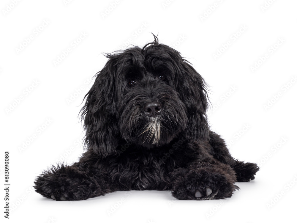 Cute black Labradoodle, laying down facing front. Looking straight to camera. Isolated on a white background. facing front. Cute black Labradoodle, laying down facing front. Looking straight to camera. Isolated on a white background. facing front.