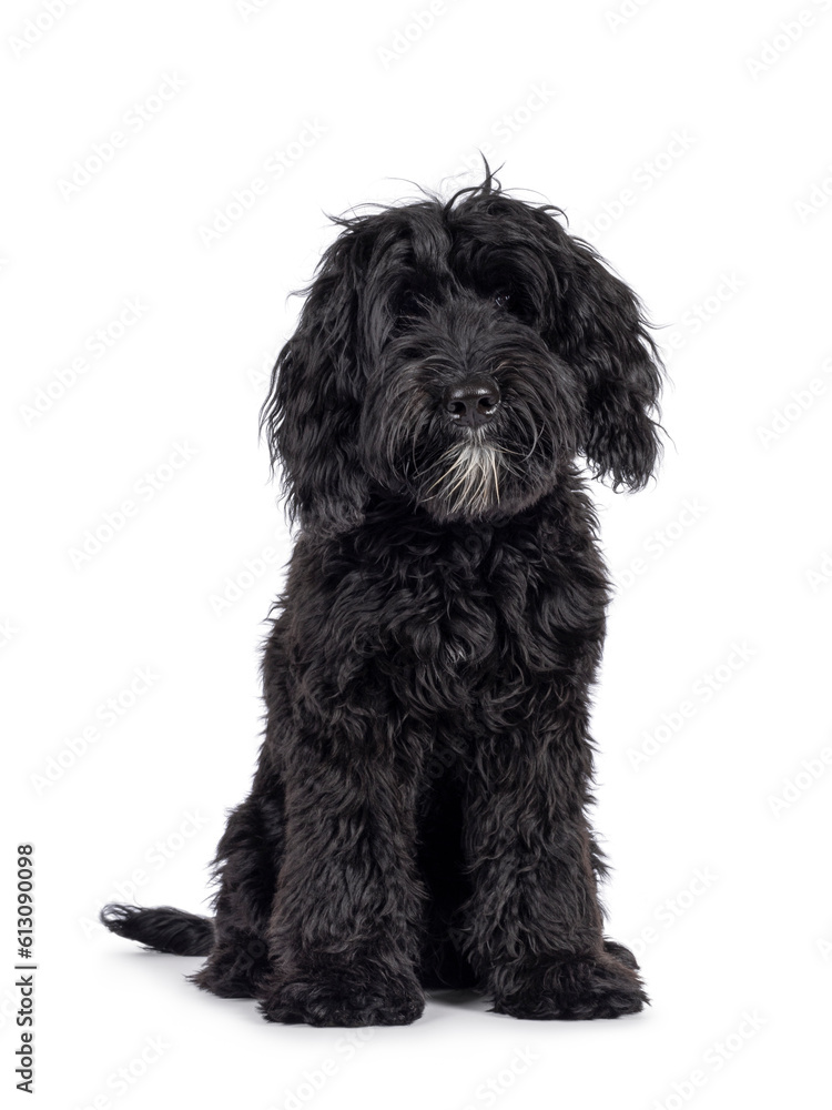 Cute black Labradoodle, sitting up facing front. Looking straight to camera. Isolated on a white background. Cute black Labradoodle, sitting up facing front. Looking straight to camera. Isolated on a white background.