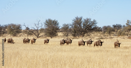 Blue Wildebeest © Cathy Withers-Clarke