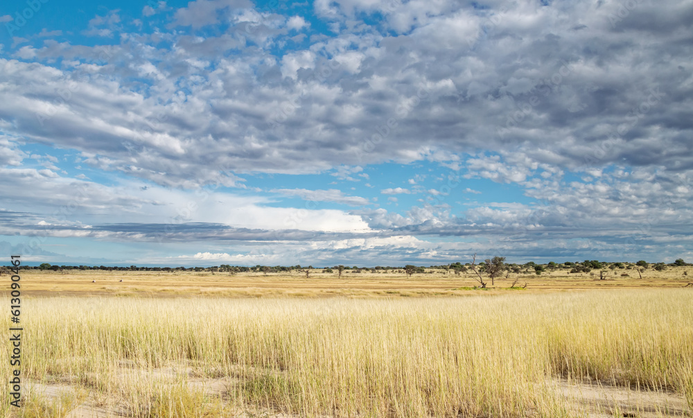 Kalahari Landscape