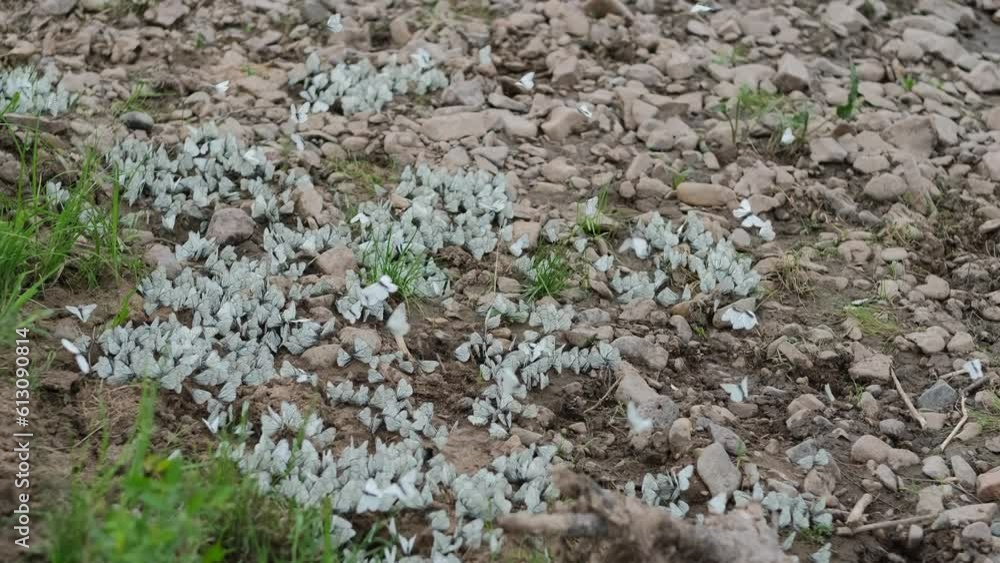 a flock of white butterflies gathered on the ground a flock of white butterflies gathered on the ground