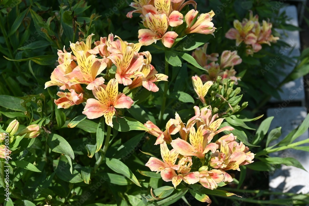 Obraz premium Alstroemeria flowers. Alstroemeriaceae bulbous plants native to South America. Blooms from May to July.