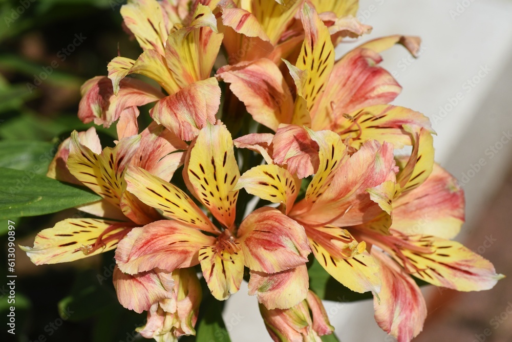 Obraz premium Alstroemeria flowers. Alstroemeriaceae bulbous plants native to South America. Blooms from May to July.