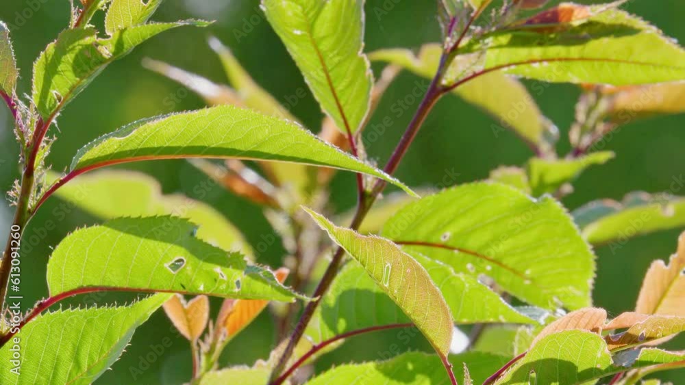 Red and green leaves blowing gently in the summer breeze. Peaceful nature scene Red and green leaves blowing gently in the summer breeze. Peaceful nature scene