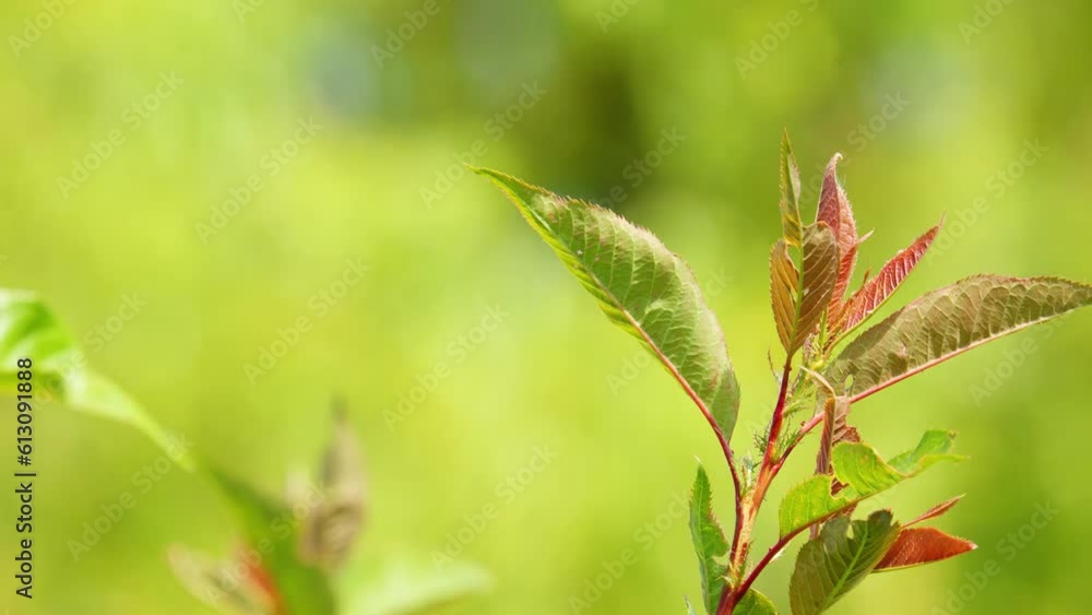 Red and green leaves blowing gently in the summer breeze. Peaceful nature scene Red and green leaves blowing gently in the summer breeze. Peaceful nature scene