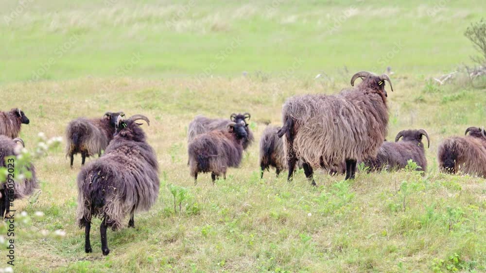 Hebridean sheep, adult, grazing coastal grassland, reserve habitat management, Gibraltar Point N. N. R. Lincolnshire, England, United Hebridean sheep, adult, grazing coastal grassland, reserve habitat management, Gibraltar Point N. N. R. Lincolnshire, England, United