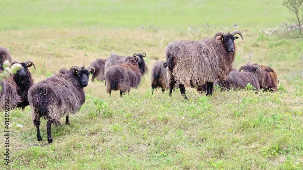 Hebridean sheep, adult, grazing coastal grassland, reserve habitat management, Gibraltar Point N. N. R. Lincolnshire, England, United Hebridean sheep, adult, grazing coastal grassland, reserve habitat management, Gibraltar Point N. N. R. Lincolnshire, England, United