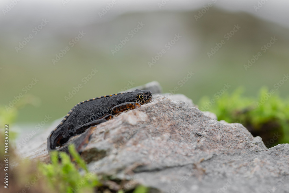 Resting time for the Alpine newt male on the rock (Ichthyosaura alpestris)