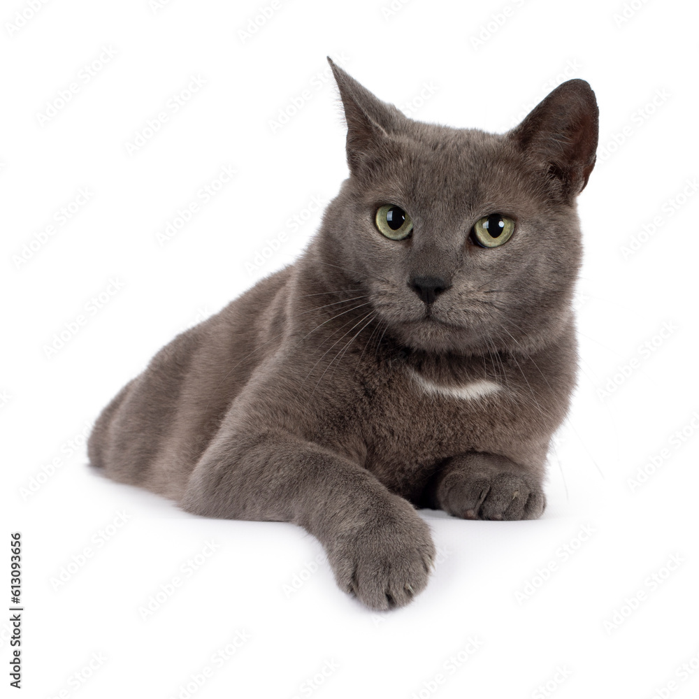 Blue house cat laying down, facing front, twisted ear, one paw over edge, looking into the camera Blue house cat laying down, facing front, twisted ear, one paw over edge, looking into the camera
