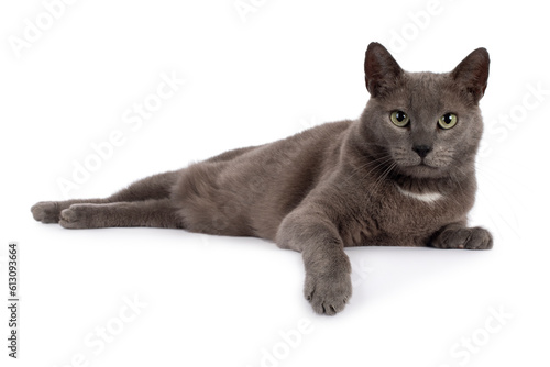 Blue house cat laying sideways facing front, back legs stretched out, one paw over the edge, looking into the camera