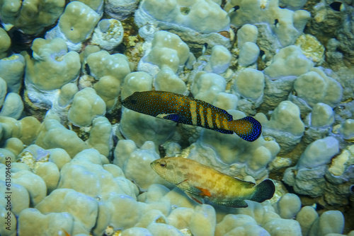 two blue spotted grouper swimming near large corals in the red sea of egypt