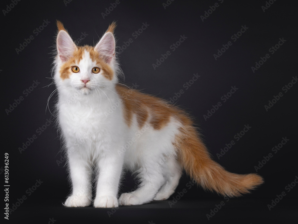 Handsome white with red Maine Coon cat kitten, standing up side ways. Looking curious towards camera. Isolated on a black background.