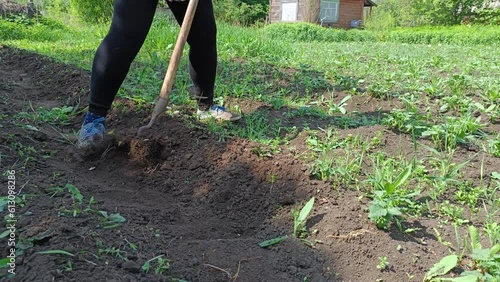Weeding, hoeing potatoes, 4k video of agricultural work