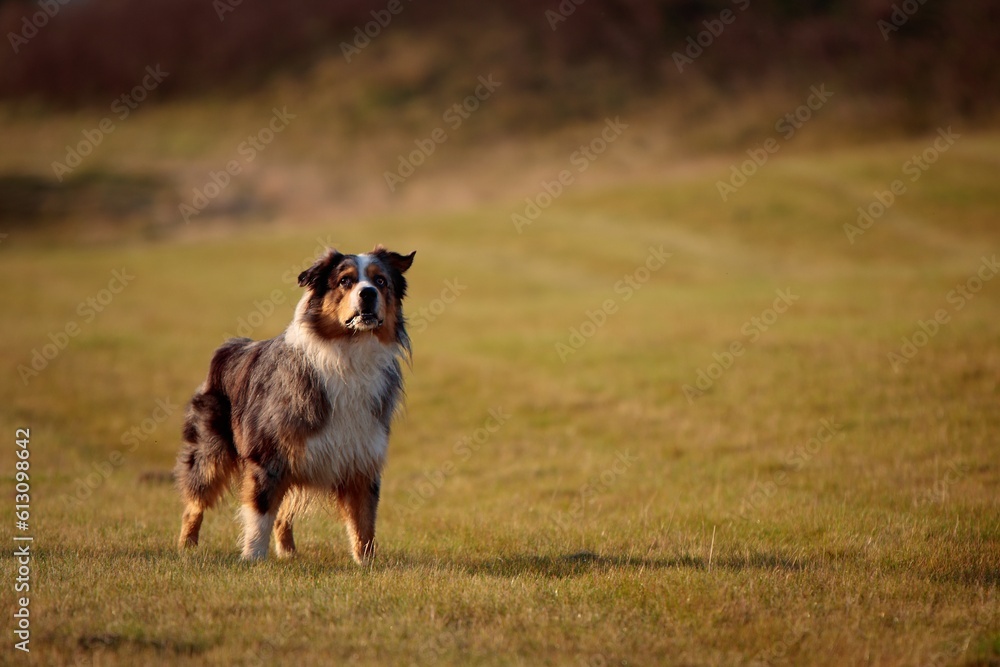 Australian Shepherd standing in a meadow Australian Shepherd standing in a meadow