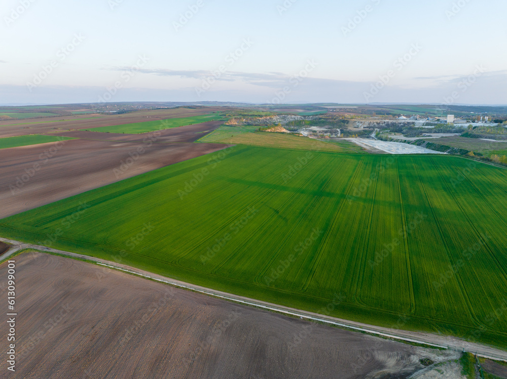 Wheat is growing in a large field in Hungary. 밀, 곡식, 들판, 농업, 농사