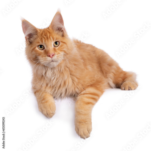 Red Main Coon boy laying facing front, paws over the edge, looking slightly above the camera