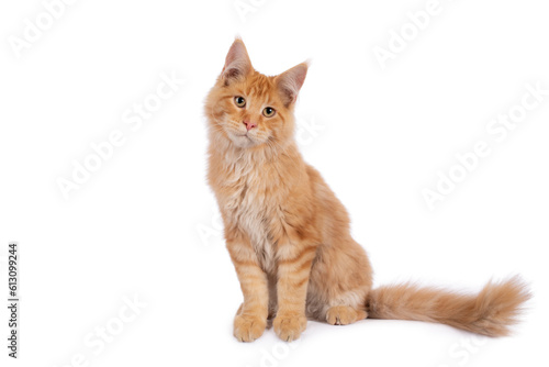 Red Main Coon boy sitting sideways, tail and paws a little over the edge, head tilted, looking slightly beside the camera
