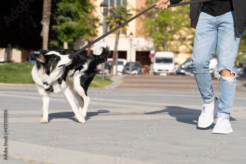 A young Border Collie dog walking through the streets in an urban environment with his owner. He is chewing on the leash and pulls on it.
