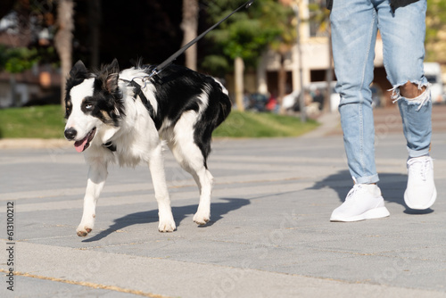 Border Collie walking through the streets in an urban environment with his owner  he is on leash attached to his harness.