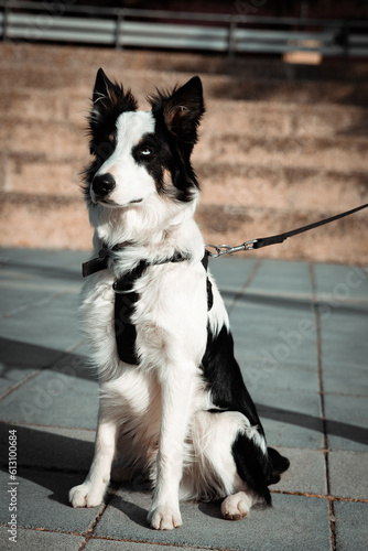 Vertical shot A young Border Collie dog walking through the streets in an urban environment wearing a leash attached to his harness. Photos of pet Border Collie dogs with their owners.