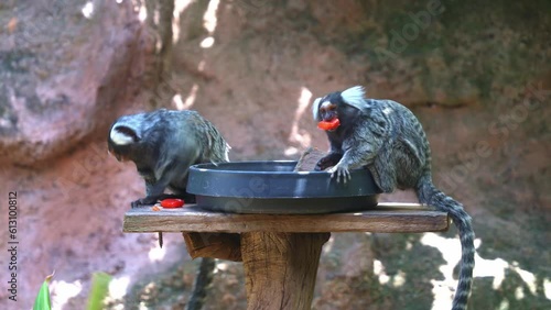 Close up shot of two cute common marmoset, callithrix jacchus grabbing a piece of red bell pepper out of a bowl, eating and wondering around its surrounding in wildlife sanctuary, and one jump away. photo