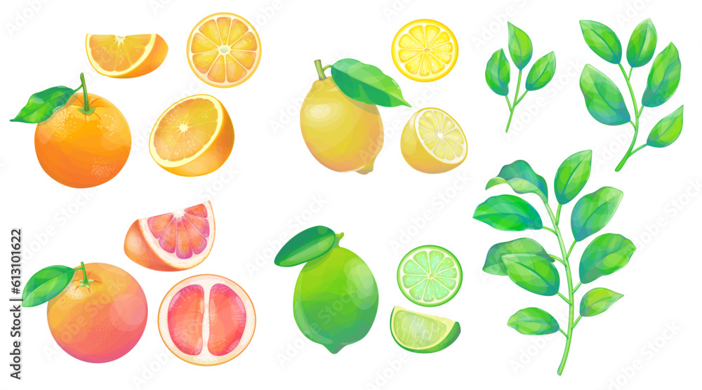 Citruses and branches of citrus set isolated on white background. Сolorful orange, grapefruit, lemon and lime whole and cut. Citruses and branches of citrus set isolated on white background. Сolorful orange, grapefruit, lemon and lime whole and cut.